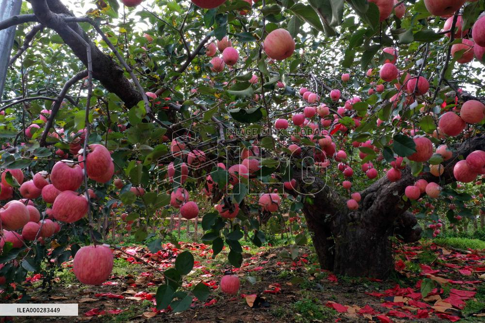 The Oldest Apple Tree in China