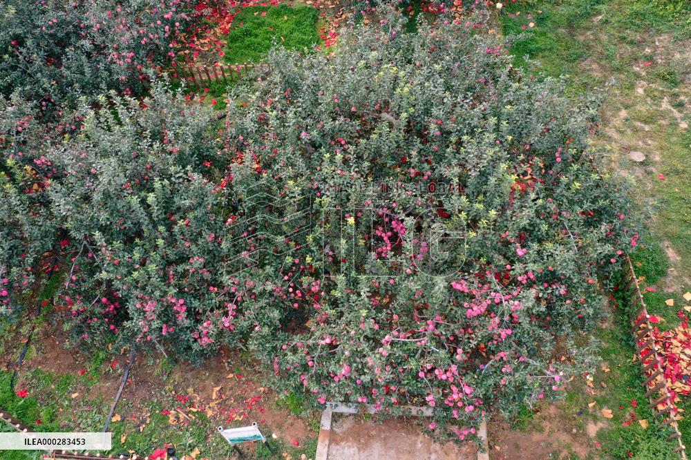 The Oldest Apple Tree in China