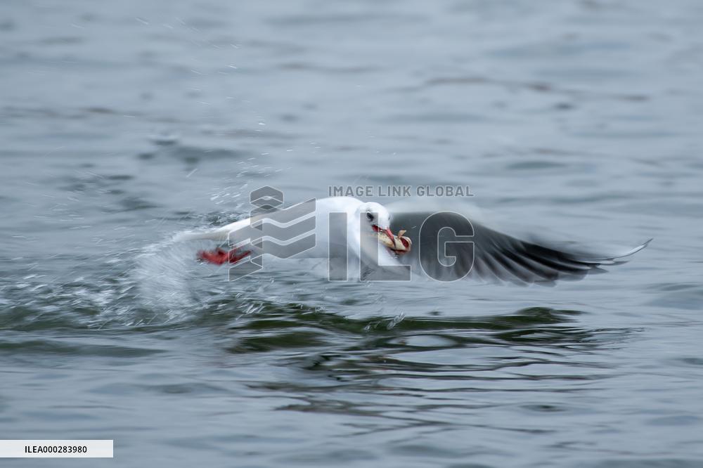 River Gull Catches Fish