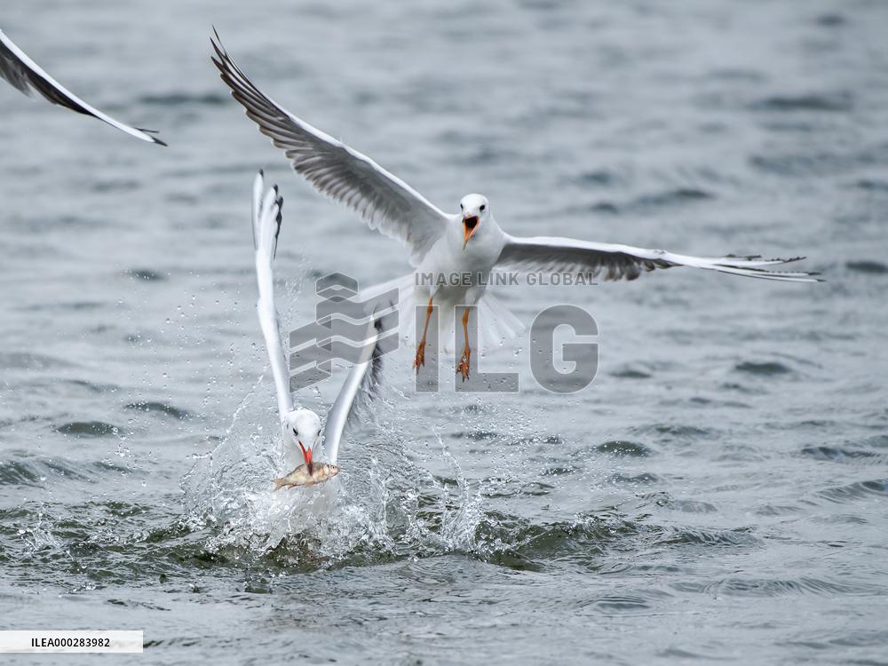 River Gull Catches Fish