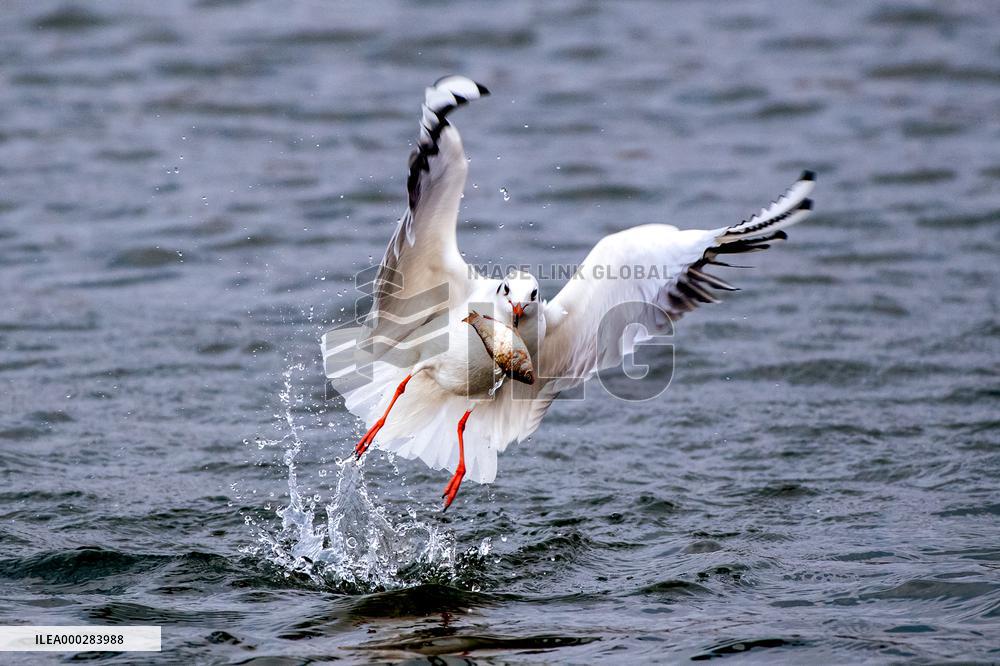 River Gull Catches Fish