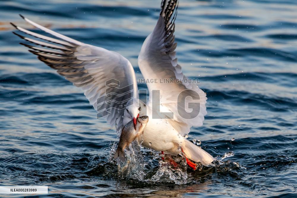 River Gull Catches Fish