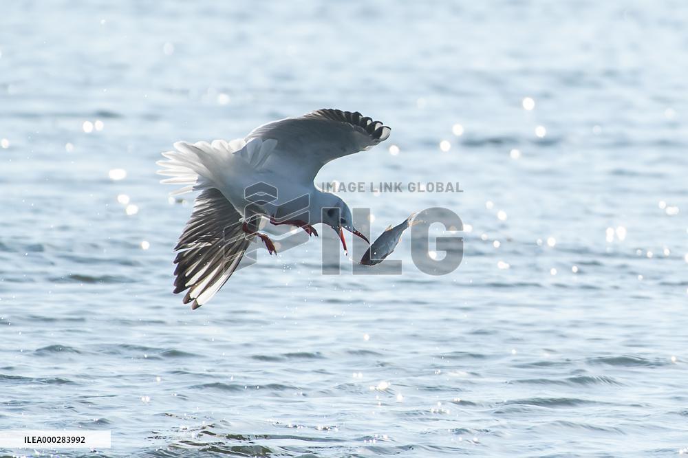 River Gull Catches Fish