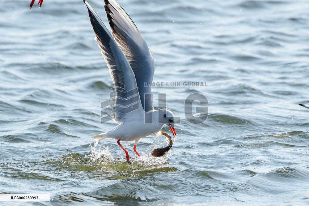 River Gull Catches Fish