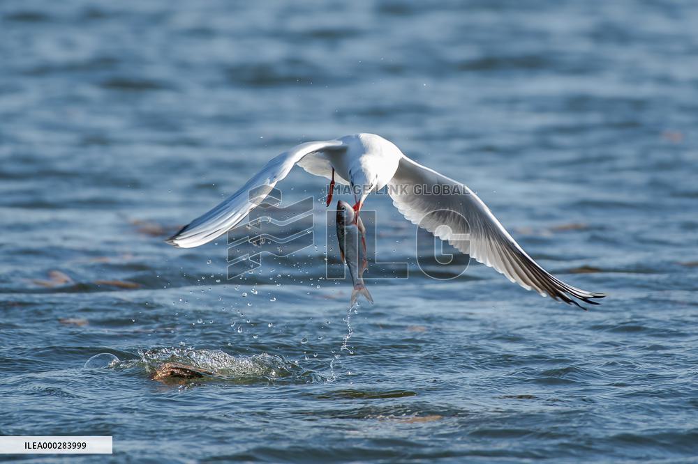 River Gull Catches Fish