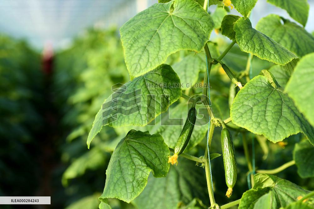 China Modern Agriculture