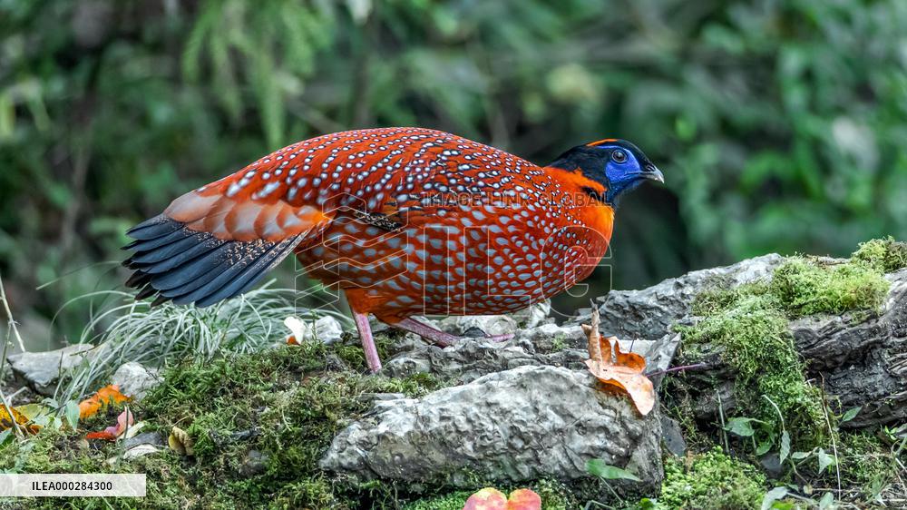 Endangered Birds
