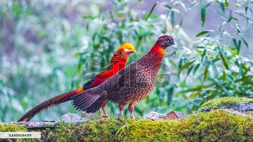 Endangered Birds