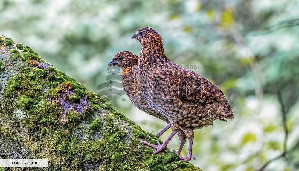 Endangered Birds