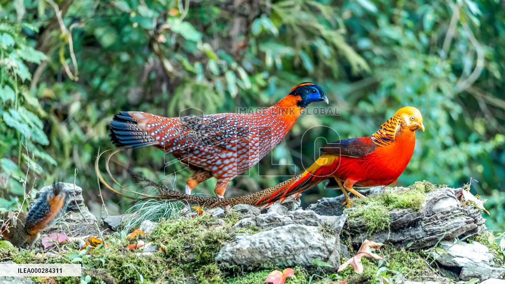 Endangered Birds