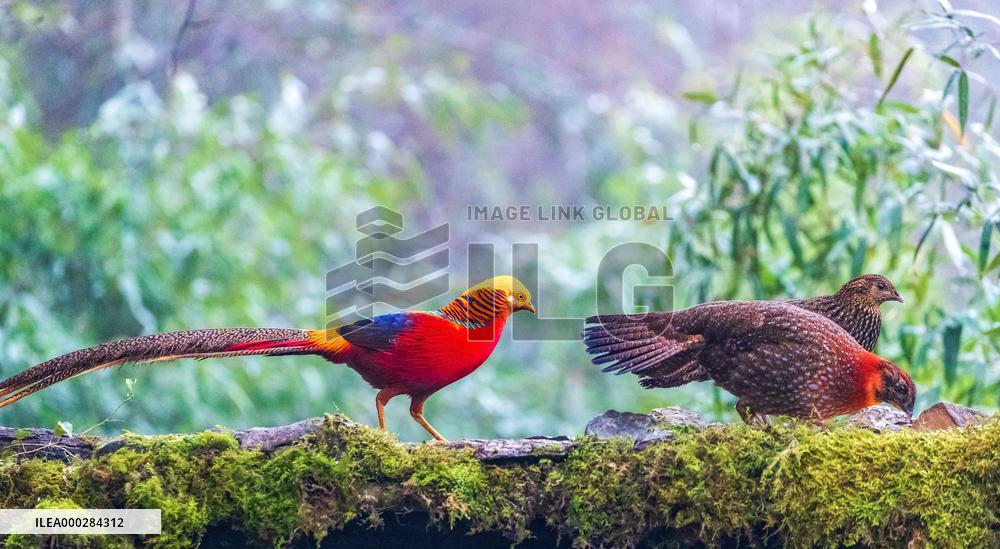 Endangered Birds