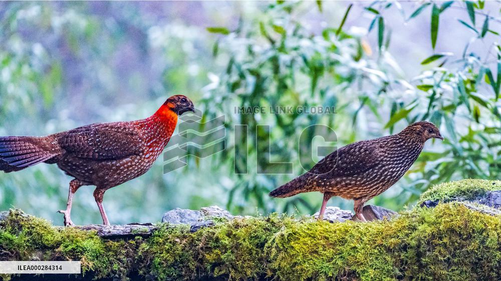 Endangered Birds