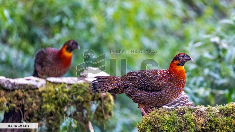 Endangered Birds