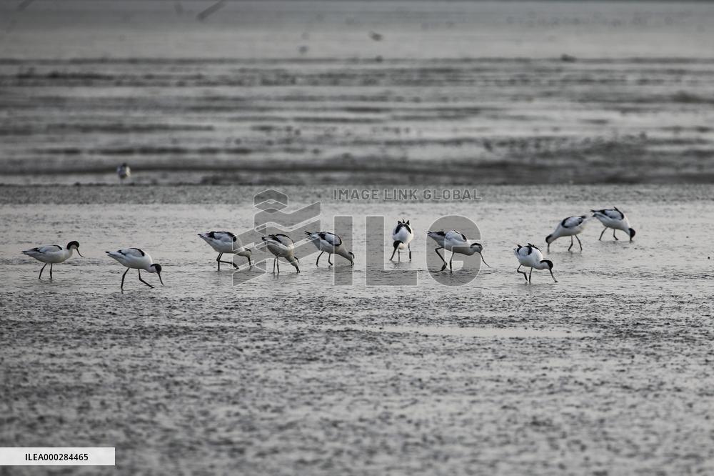 Migratory Bird Environment
