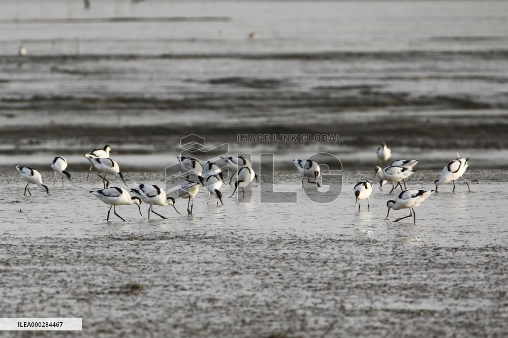 Migratory Bird Environment