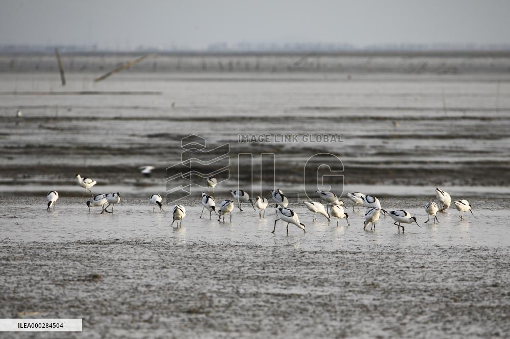 Migratory Bird Environment