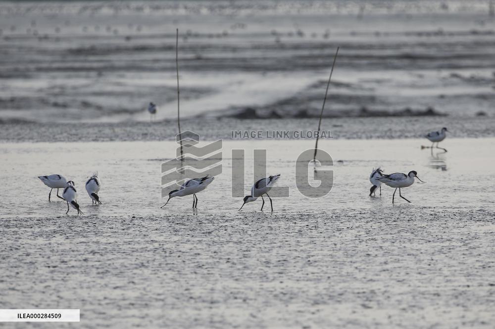 Migratory Bird Environment