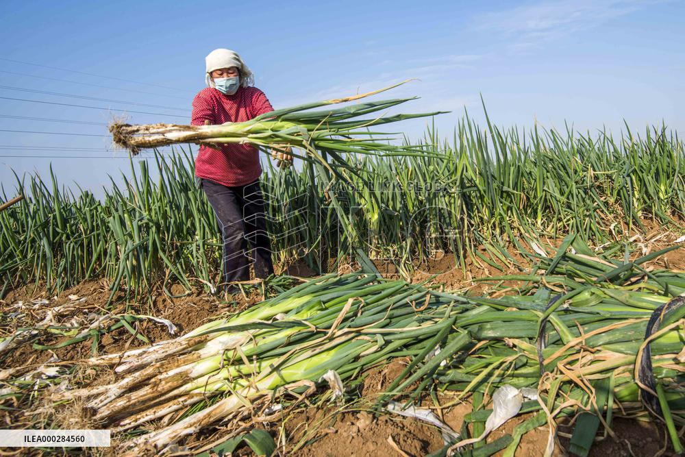 China Agricultural Harvest