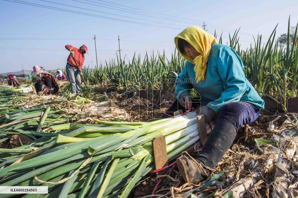 China Agricultural Harvest
