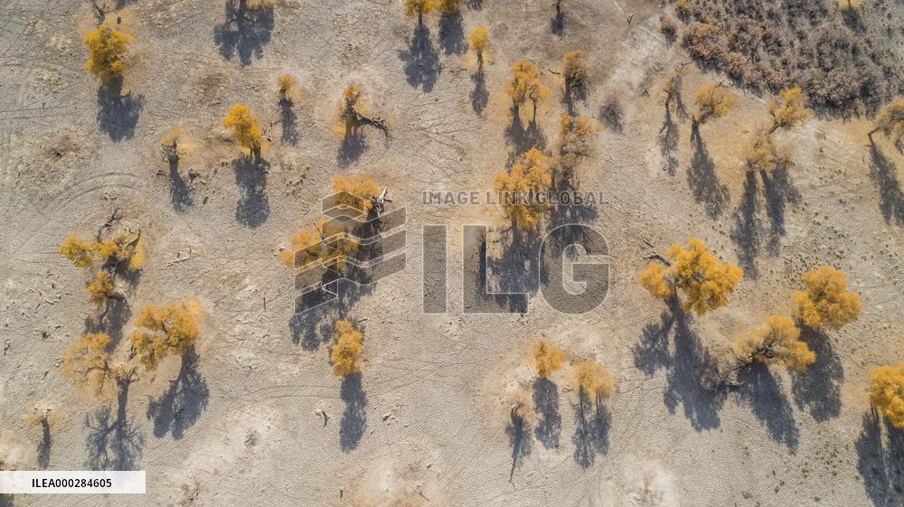 Aerial View of  Poplar Forests