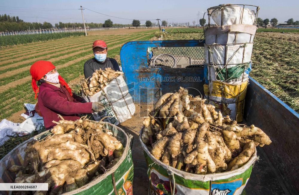 China Agricultural Harvest