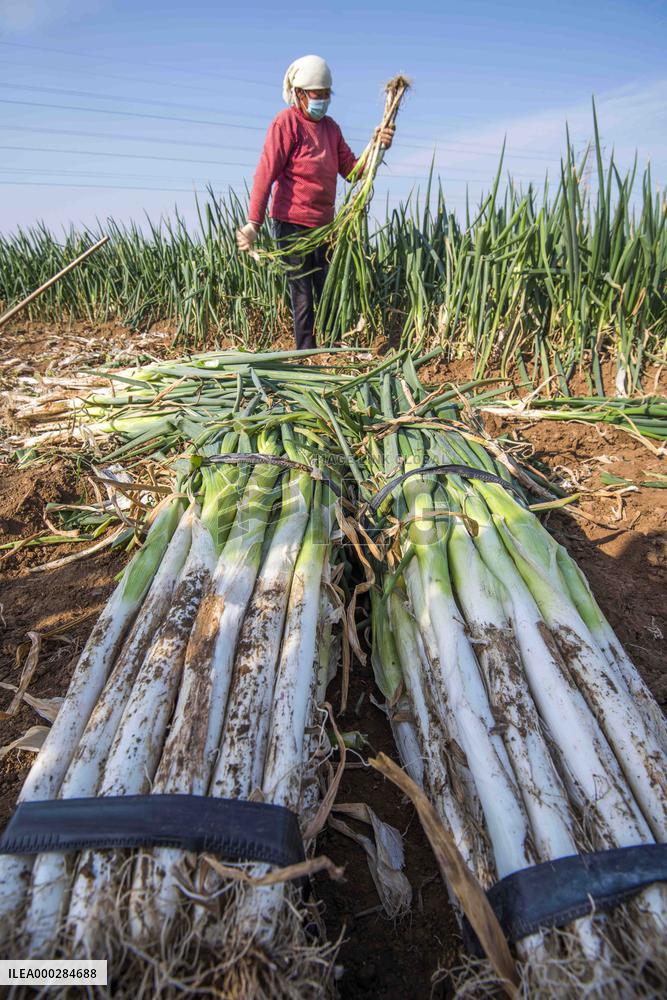China Agricultural Harvest