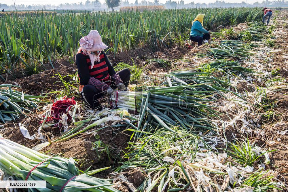 China Agricultural Harvest