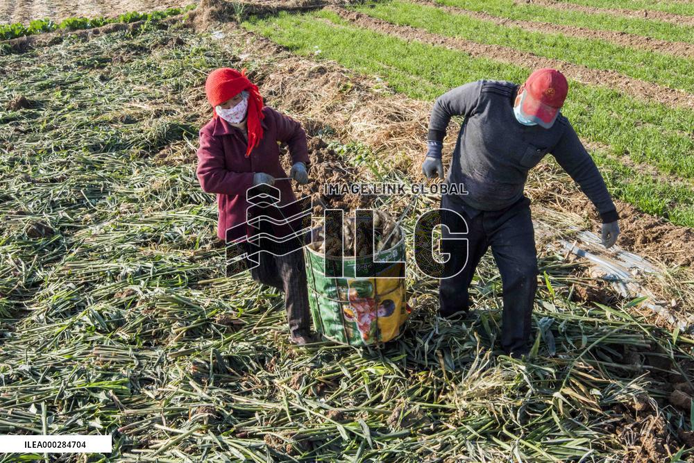 China Agricultural Harvest