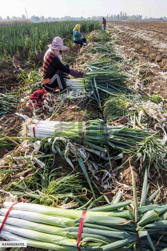 China Agricultural Harvest