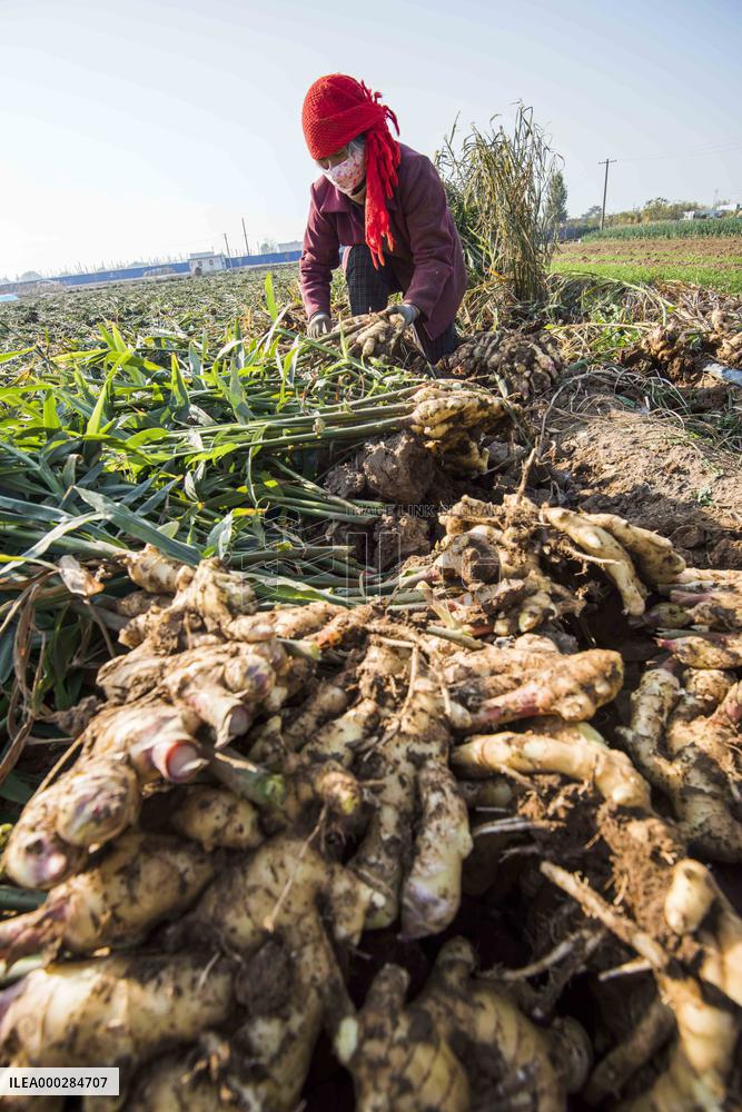 China Agricultural Harvest