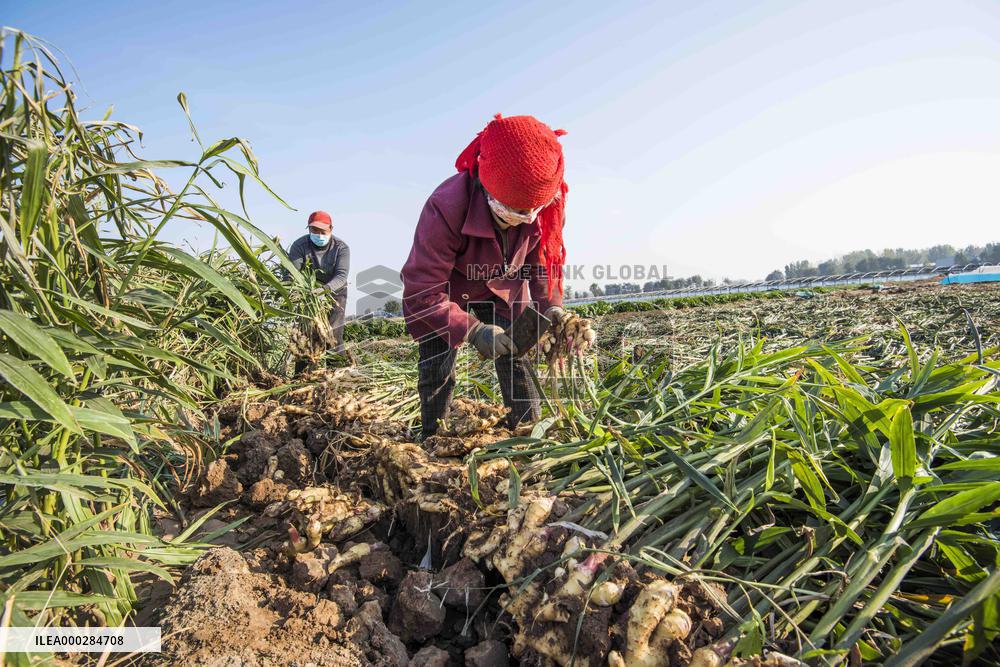 China Agricultural Harvest