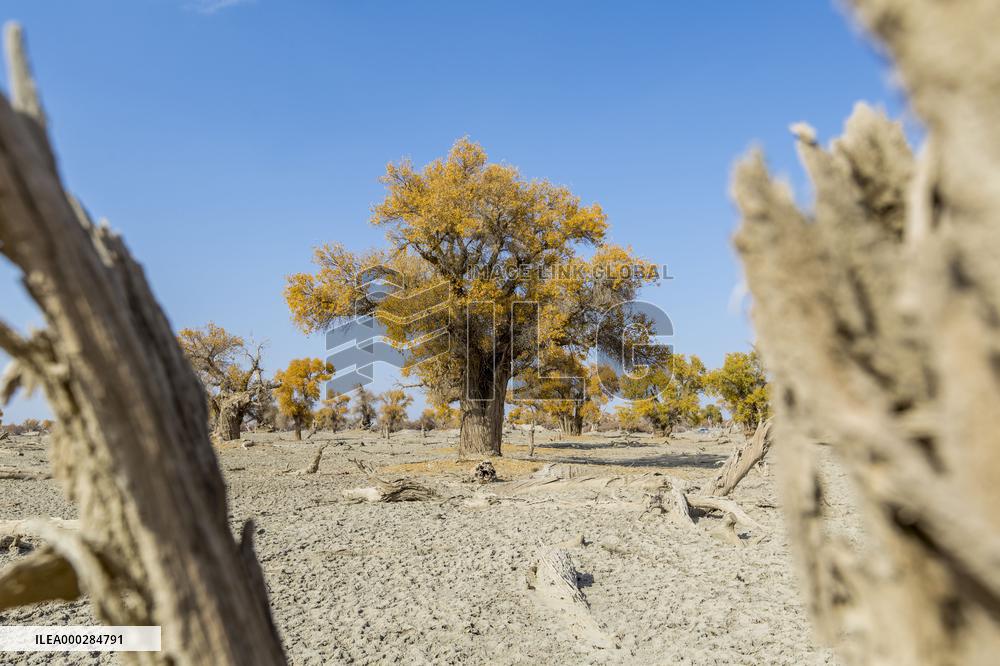 Aerial View of  Poplar Forests