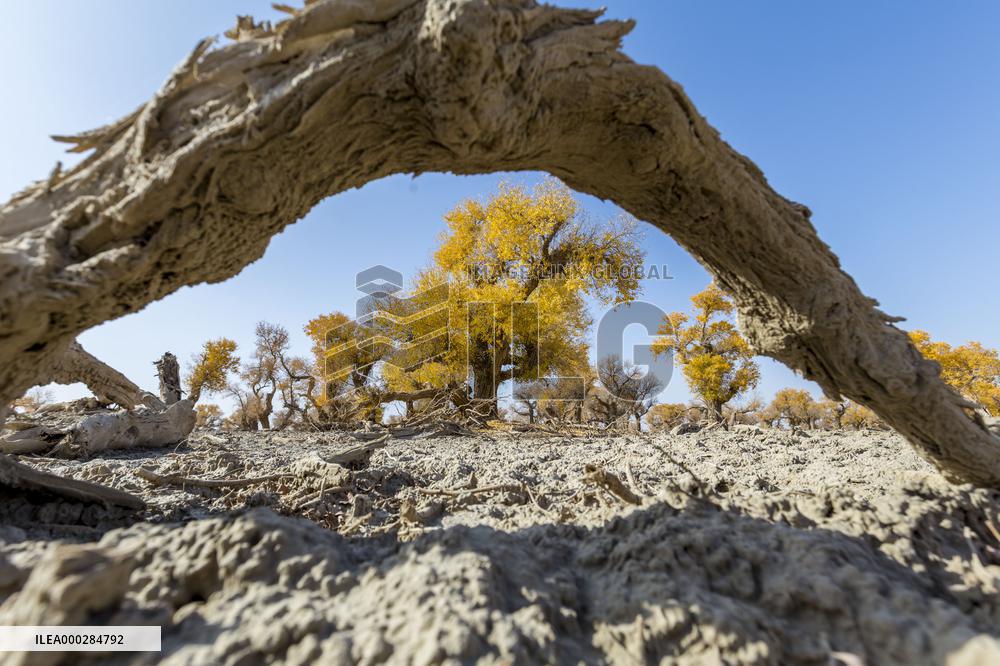 Aerial View of  Poplar Forests