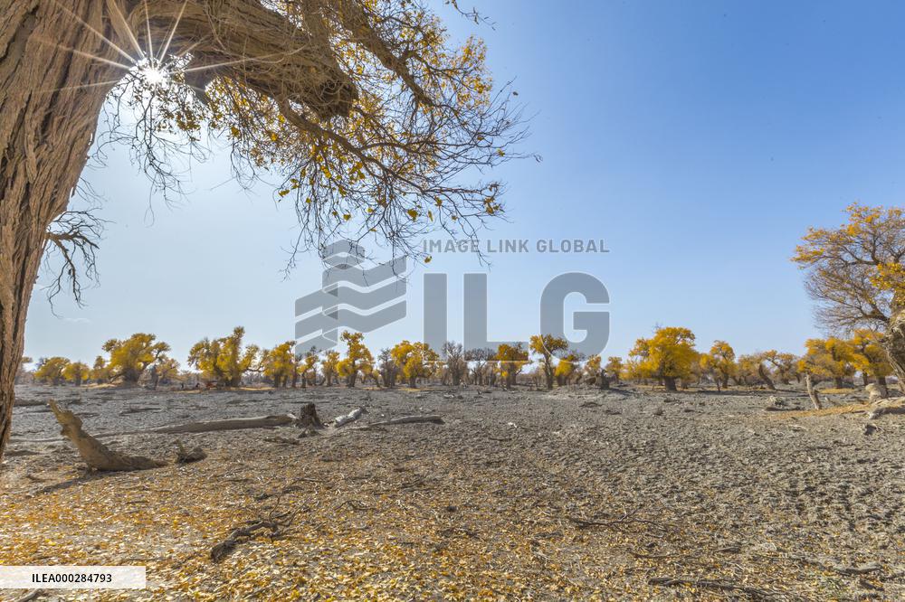 Aerial View of  Poplar Forests