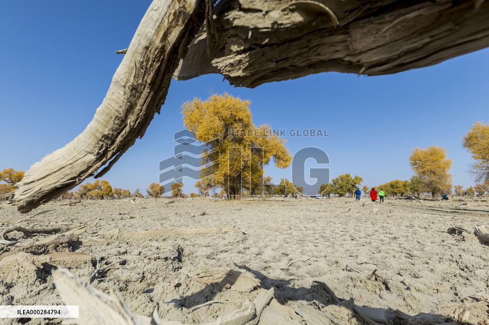 Aerial View of  Poplar Forests