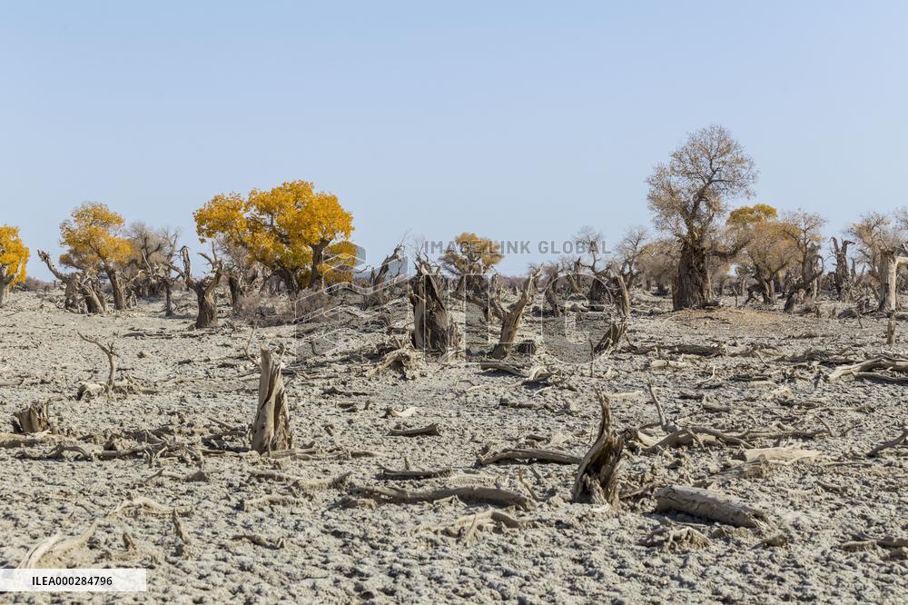 Aerial View of  Poplar Forests