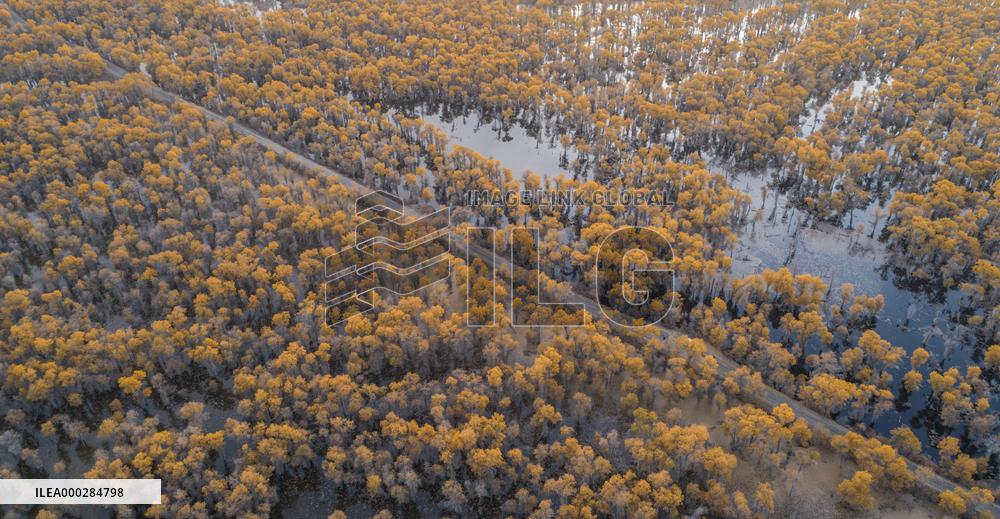 Aerial View of  Poplar Forests