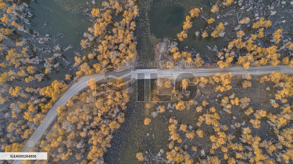 Aerial View of  Poplar Forests