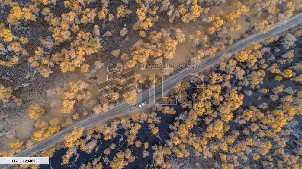 Aerial View of  Poplar Forests
