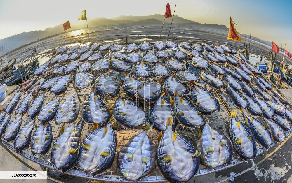 Basking Fish In Early Winter