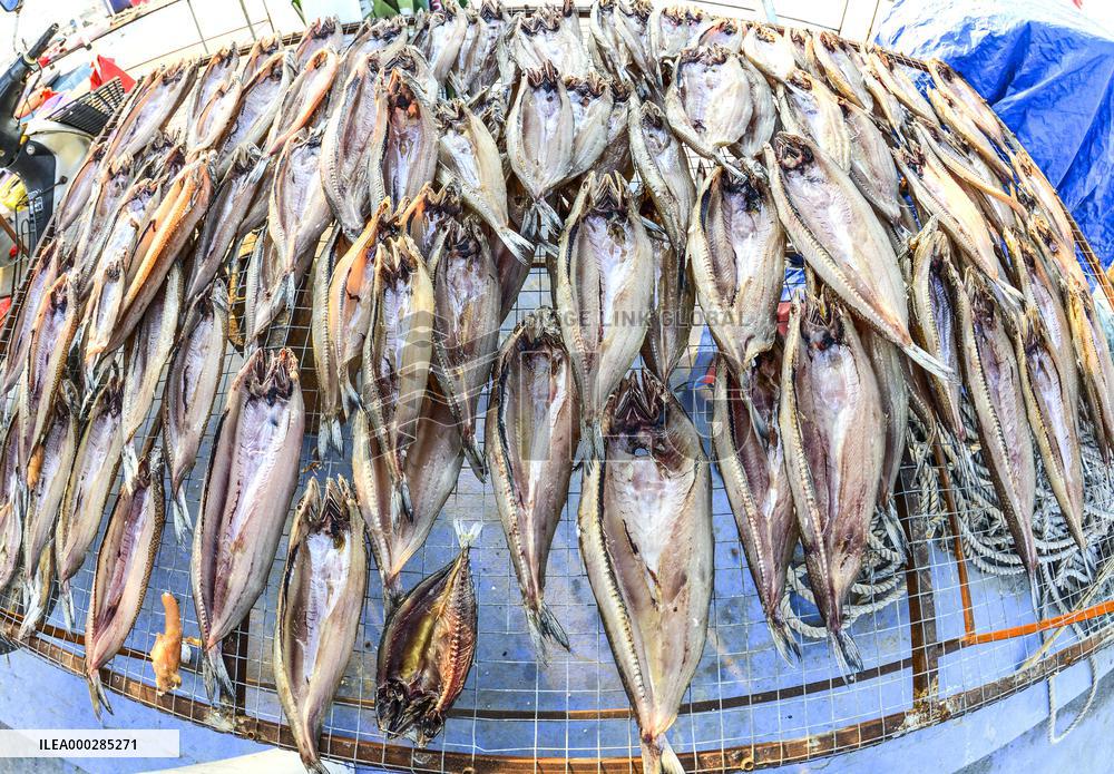 Basking Fish In Early Winter
