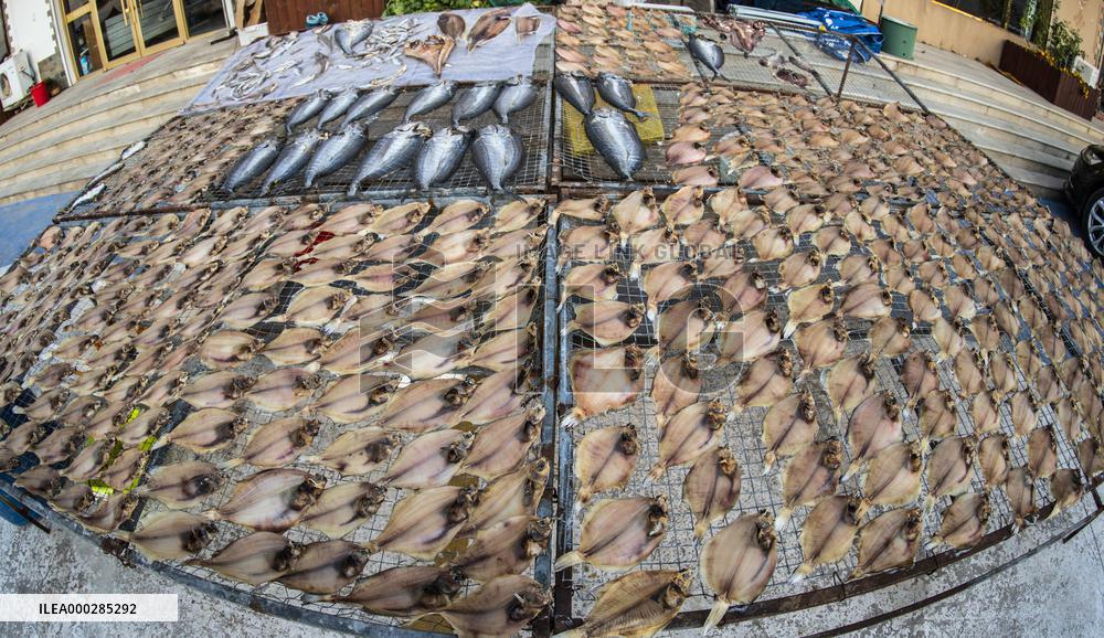 Basking Fish In Early Winter