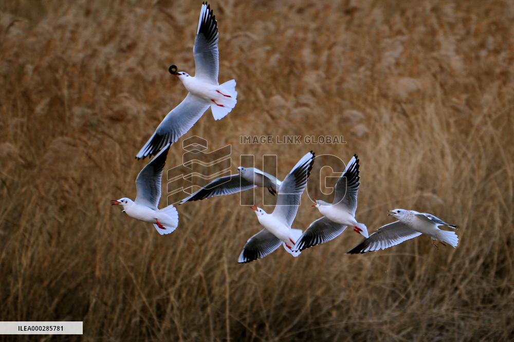 Seagull Migration