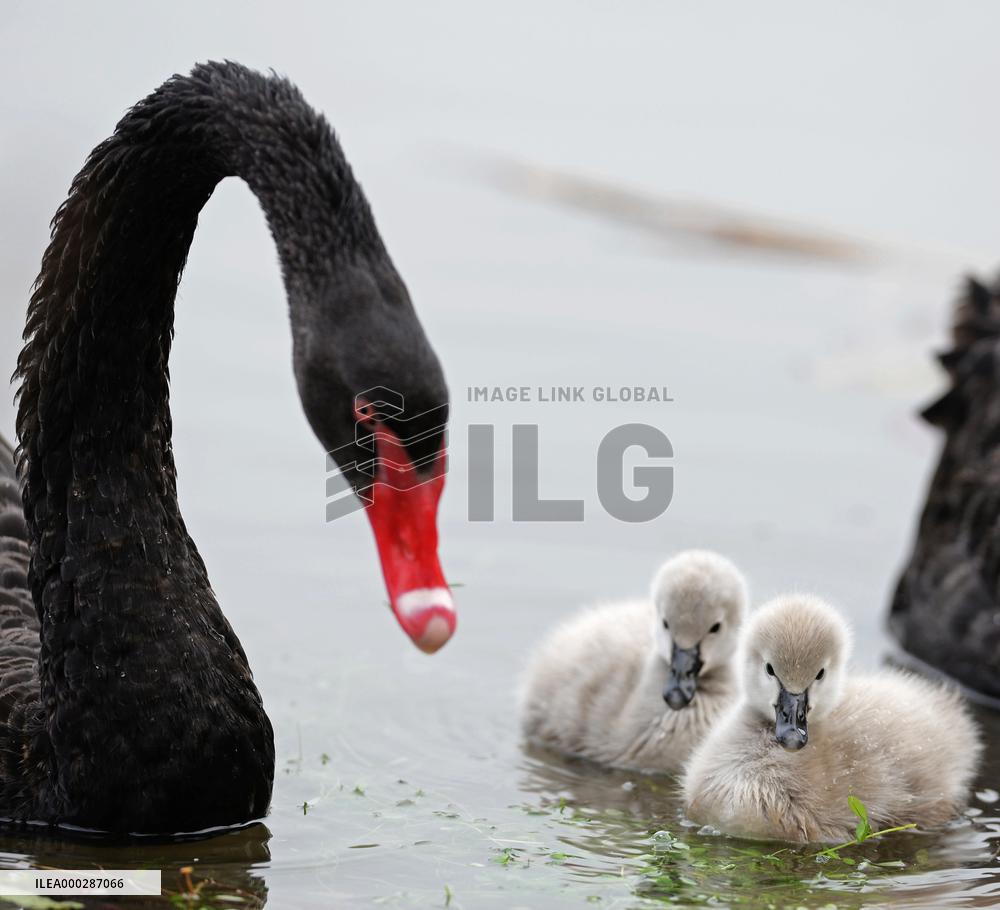 Newborn Cygnet