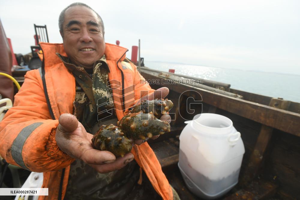 Sea Cucumber Fishing in 2020