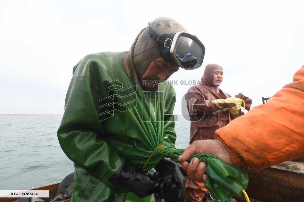 Sea Cucumber Fishing in 2020