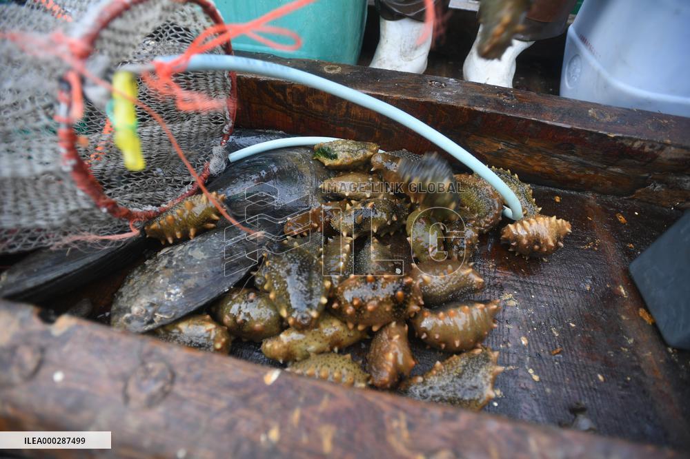 Sea Cucumber Fishing in 2020