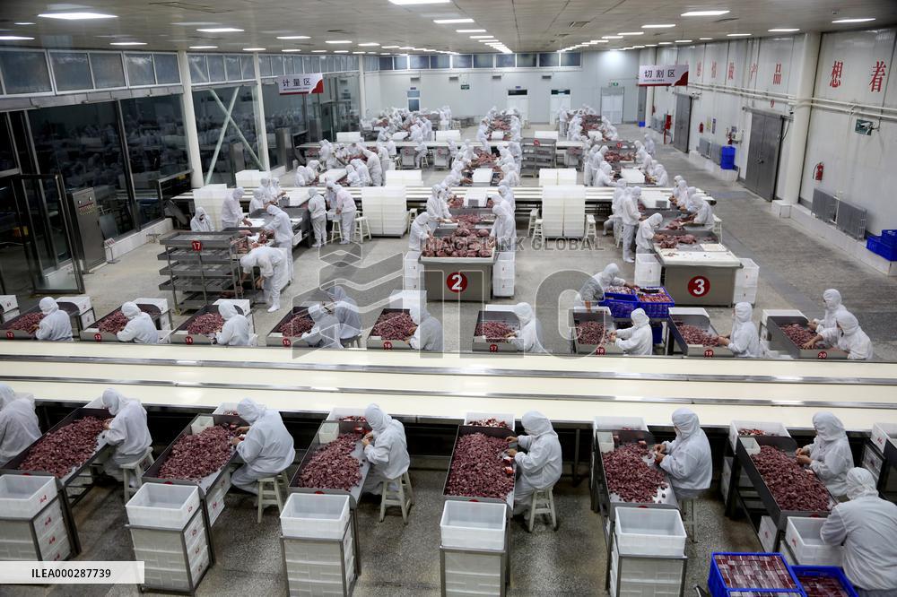 Animal Husbandry Industry