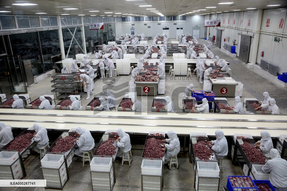 Animal Husbandry Industry