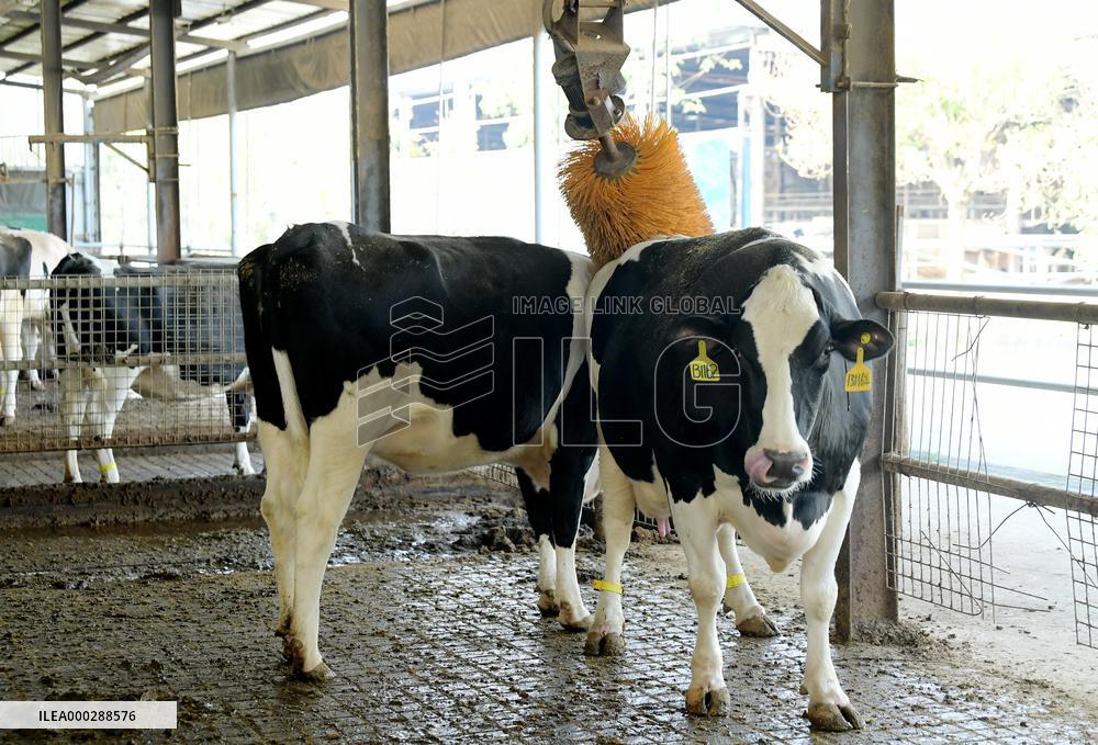 Dairy farm Scientific Breeding